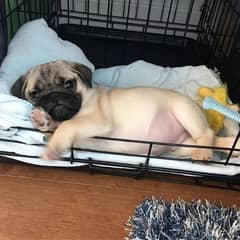 pug puppies available looking for a new home