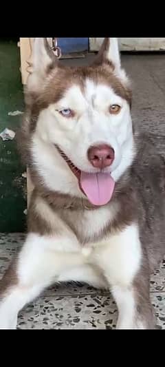 Siberian Husky Female ( age 10 months )