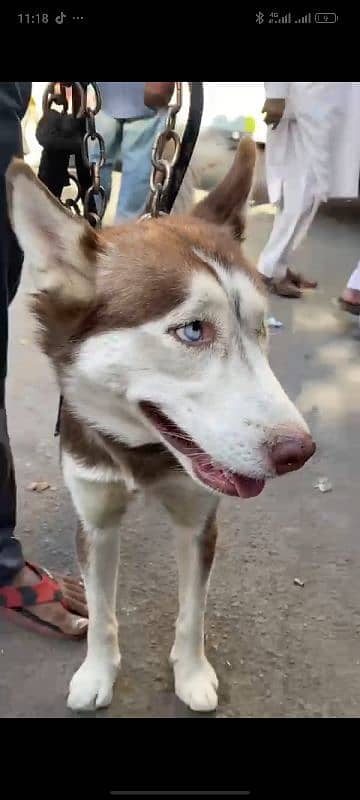 Siberian Husky Female ( age 10 months ) 1