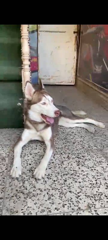 Siberian Husky Female ( age 10 months ) 2