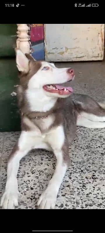 Siberian Husky Female ( age 10 months ) 3