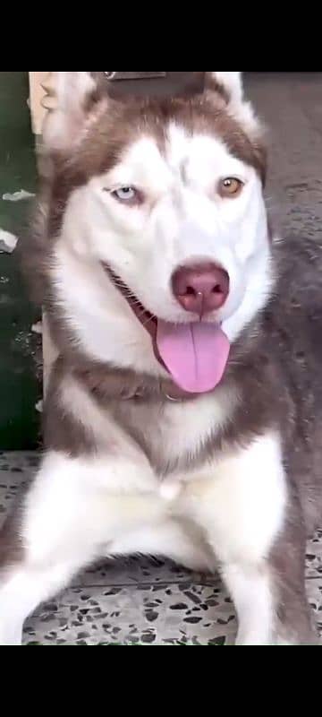 Siberian Husky Female ( age 10 months ) 4