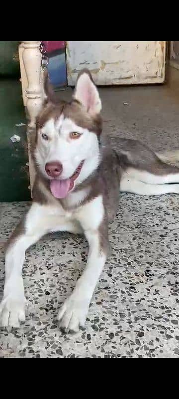 Siberian Husky Female ( age 10 months ) 5