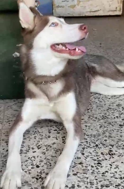 Siberian Husky Female ( age 10 months ) 6