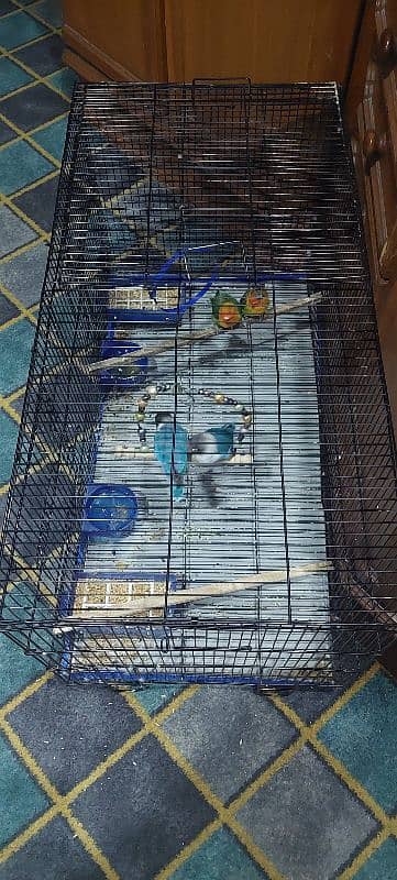 2 pairs parrots with cage and accesories 4