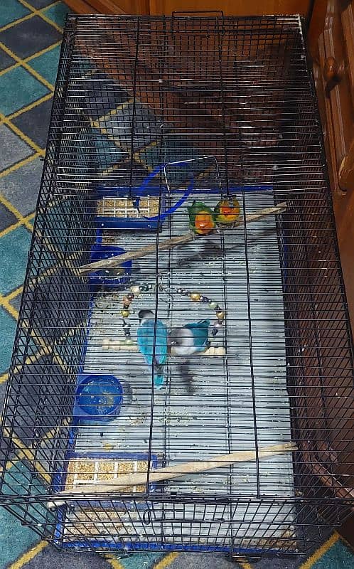 2 pairs parrots with cage and accesories 5