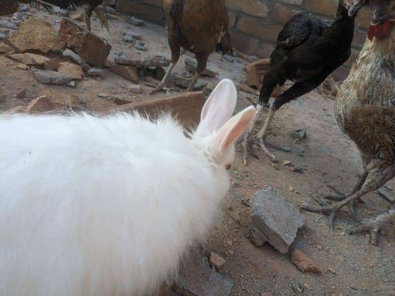 joint angora breeder rabbit 1