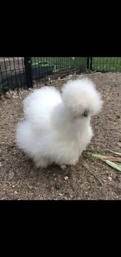 silkie chicks available in cheap rates