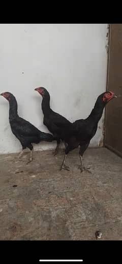 black shamo female