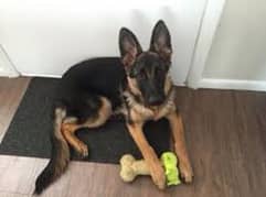 German shepherds female Full healthy and active For urgent sale