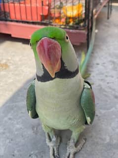 talking friendly parrot