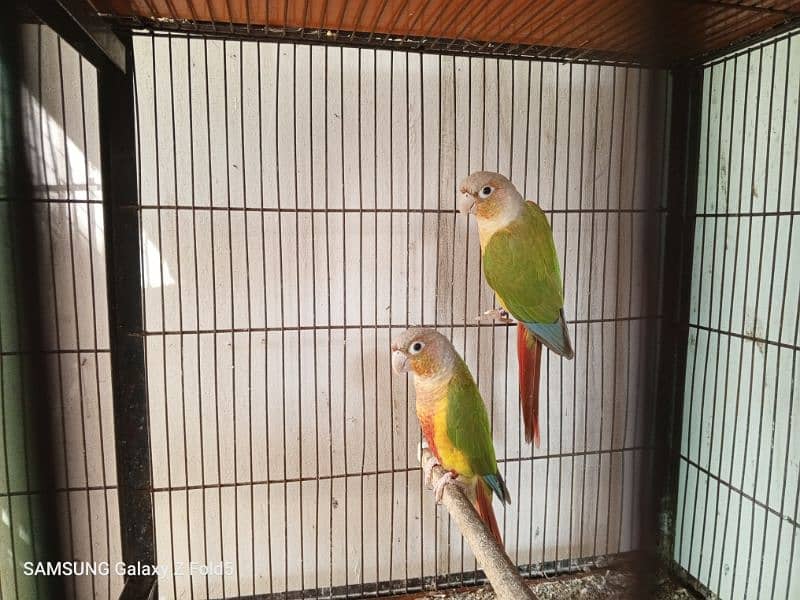 pineapple conure breeder pair available for sale with DNA certificate 0