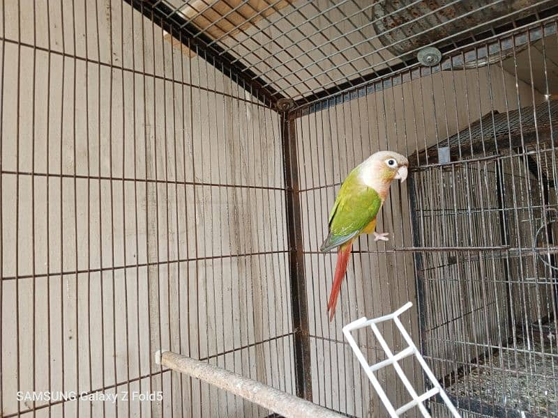 pineapple conure breeder pair available for sale with DNA certificate 1