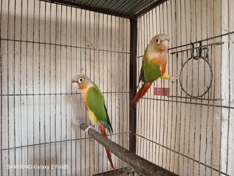 pineapple conure breeder pair available for sale with DNA certificate 2