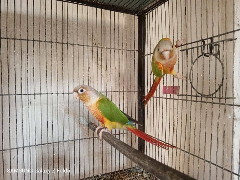 pineapple conure breeder pair available for sale with DNA certificate 3