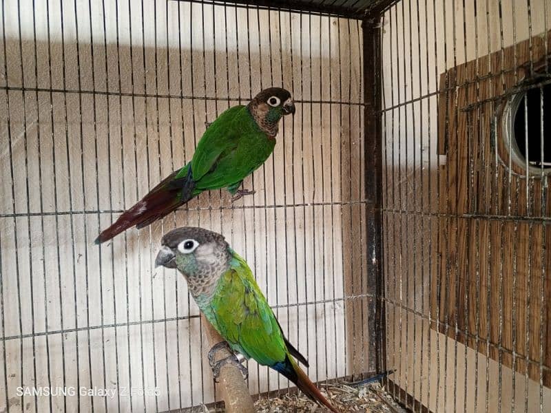 pineapple conure breeder pair available for sale with DNA certificate 4