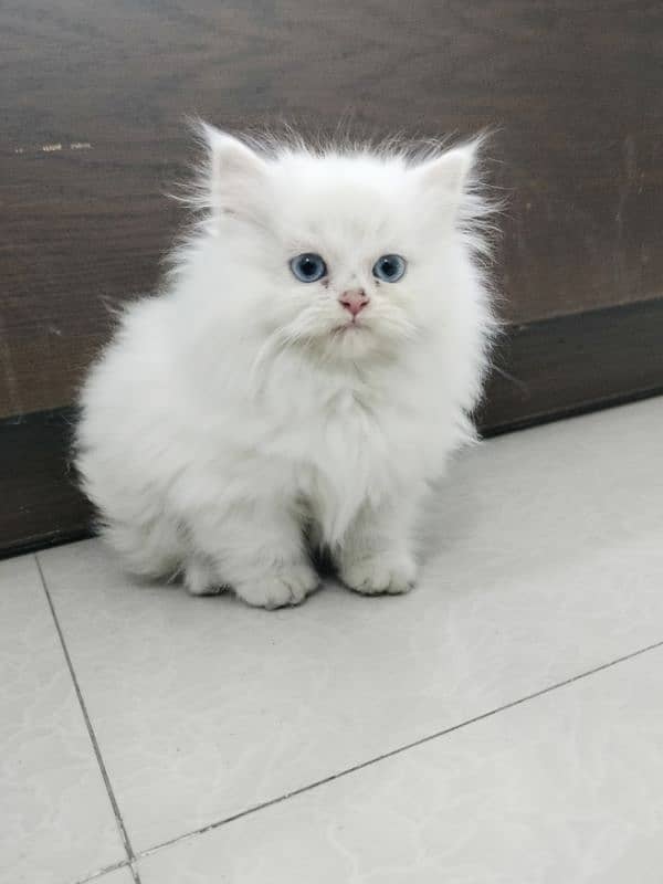 Persian Triple Coated Blue Eyes Kitten 0