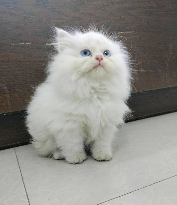 Persian Triple Coated Blue Eyes Kitten 1