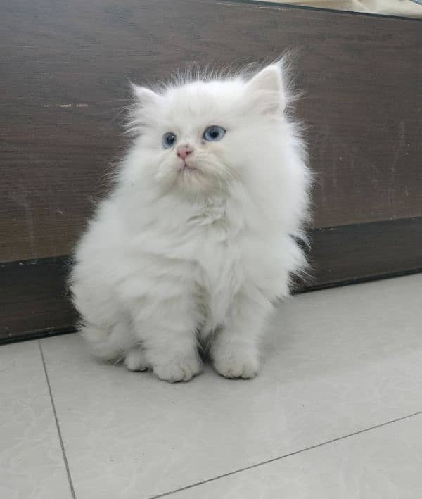 Persian Triple Coated Blue Eyes Kitten 2