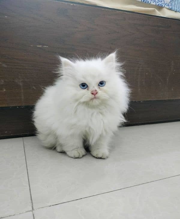 Persian Triple Coated Blue Eyes Kitten 3