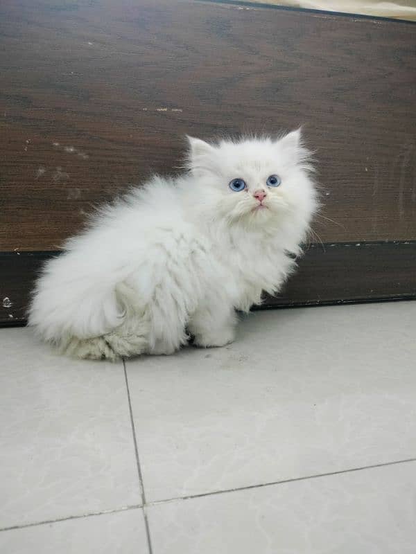 Persian Triple Coated Blue Eyes Kitten 4