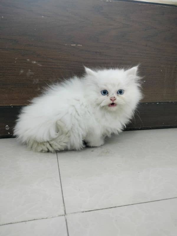 Persian Triple Coated Blue Eyes Kitten 5