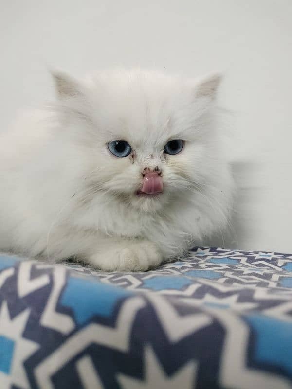 Persian Triple Coated Blue Eyes Kitten 6