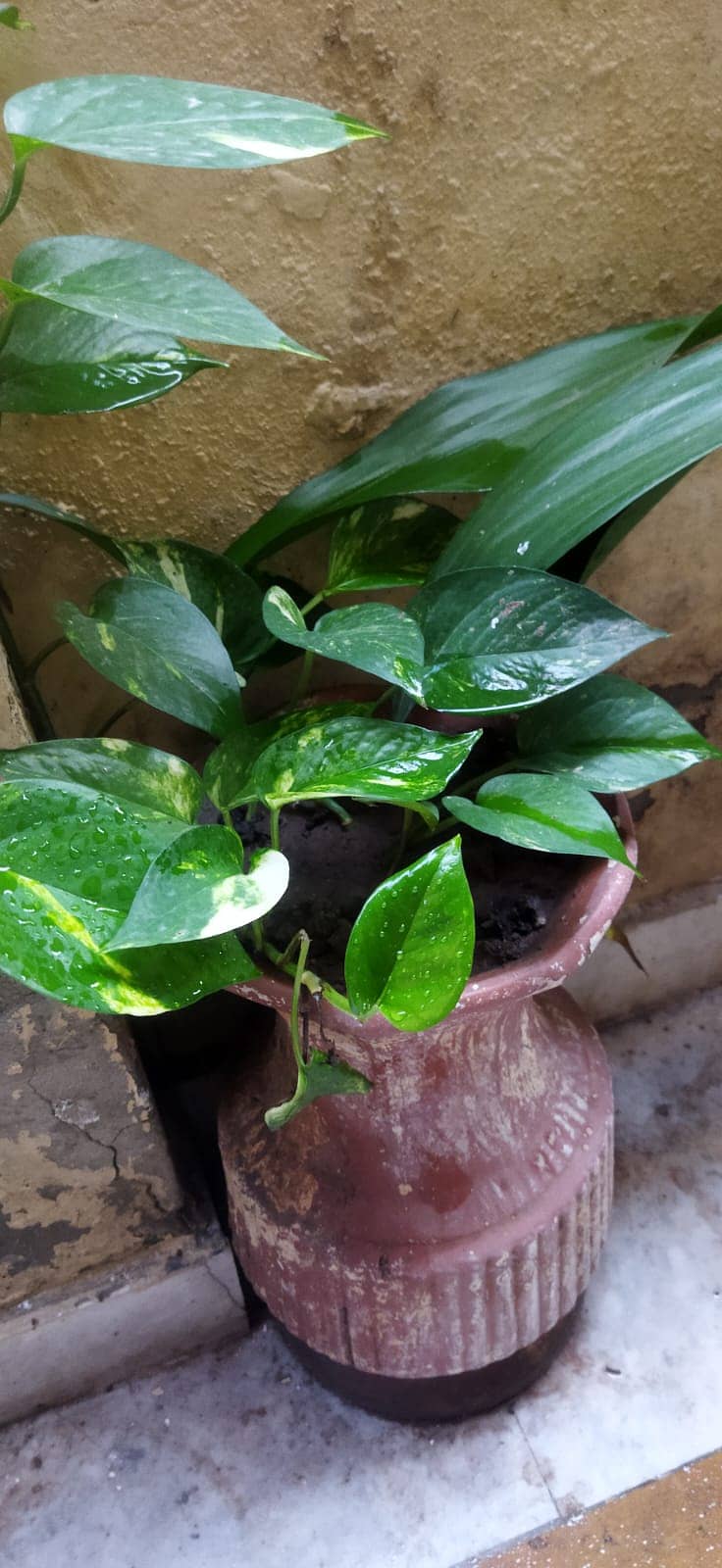 Plants for sale 3