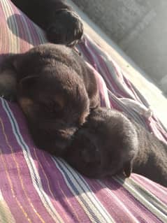 puppies for sale