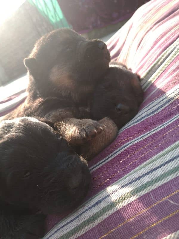 puppies for sale 1