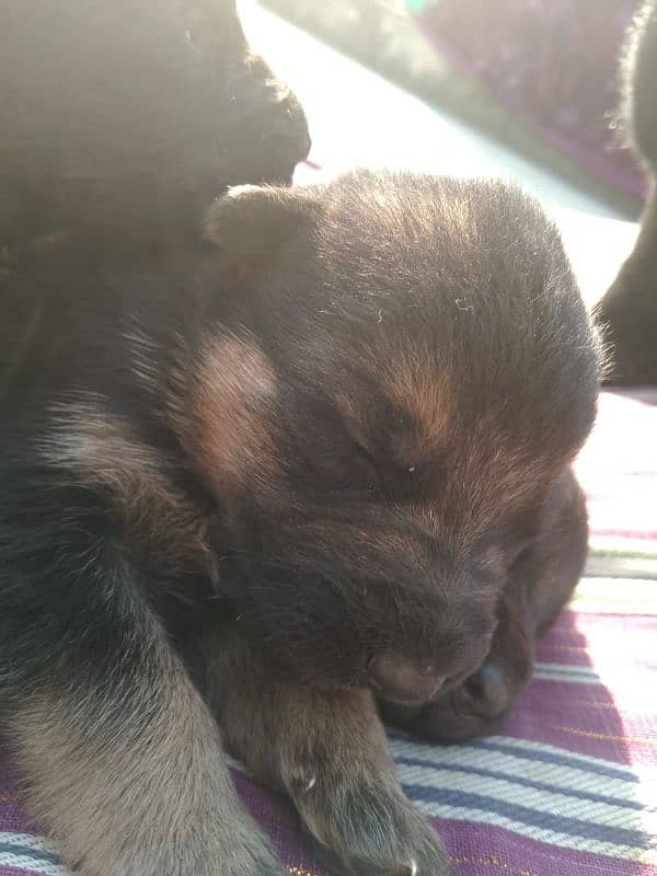 puppies for sale 2