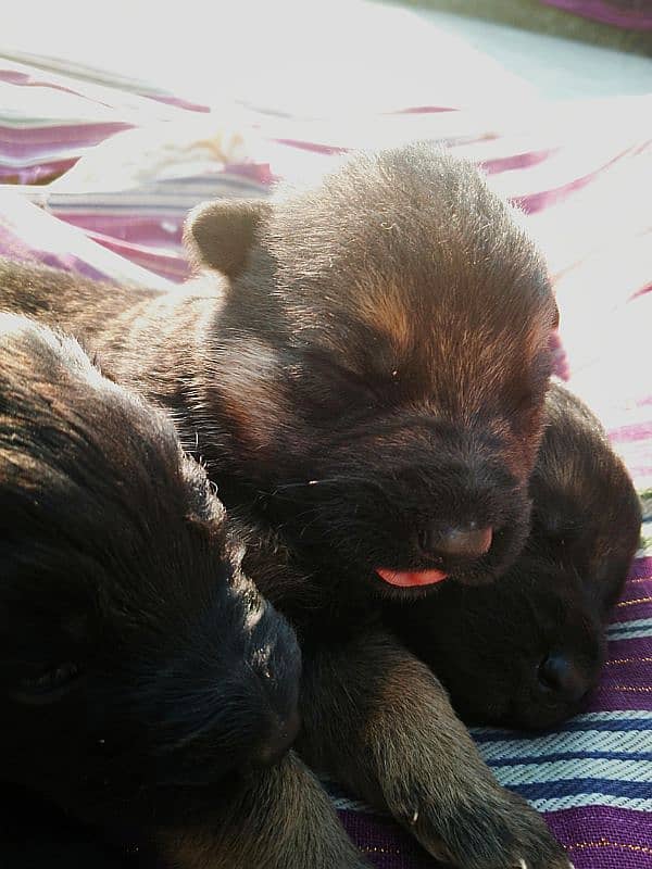 puppies for sale 5