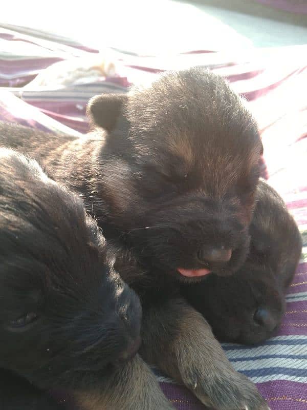 puppies for sale 6