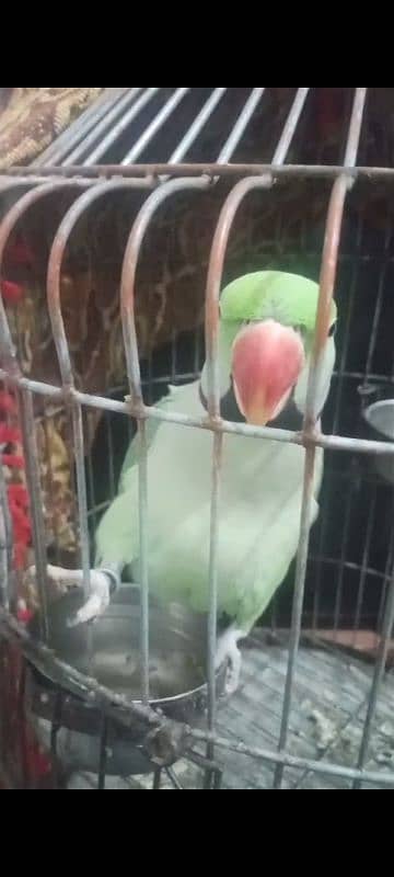 Healthy and Beautiful Parrot for Sale – Well-Trained & Friendly 0