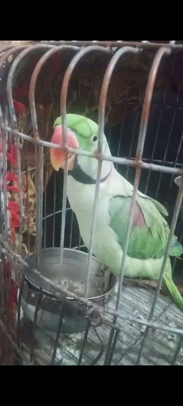 Healthy and Beautiful Parrot for Sale – Well-Trained & Friendly 1