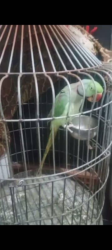 Healthy and Beautiful Parrot for Sale – Well-Trained & Friendly 2