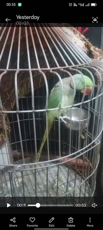 Healthy and Beautiful Parrot for Sale – Well-Trained & Friendly 3