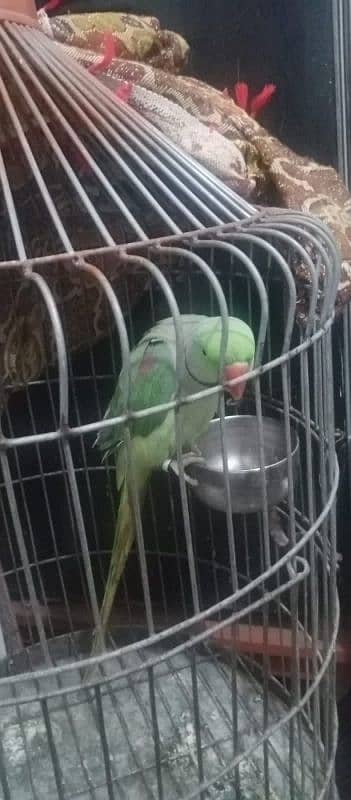 Healthy and Beautiful Parrot for Sale – Well-Trained & Friendly 4