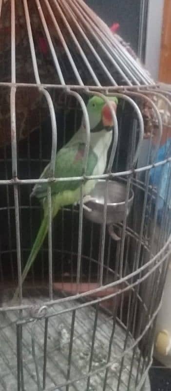 Healthy and Beautiful Parrot for Sale – Well-Trained & Friendly 5