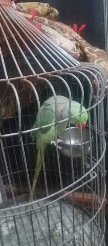 Healthy and Beautiful Parrot for Sale – Well-Trained & Friendly 6