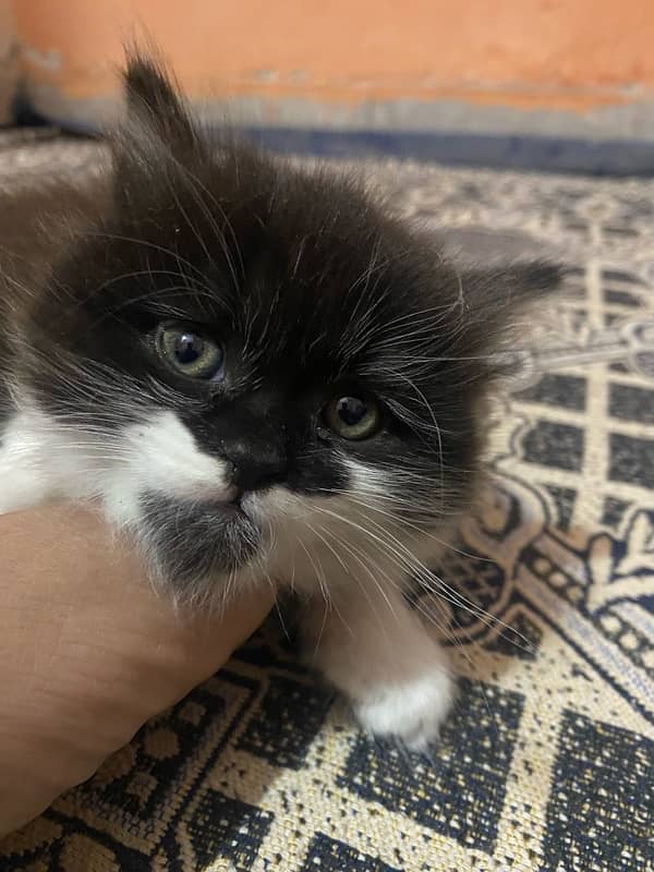 persian kitten 2