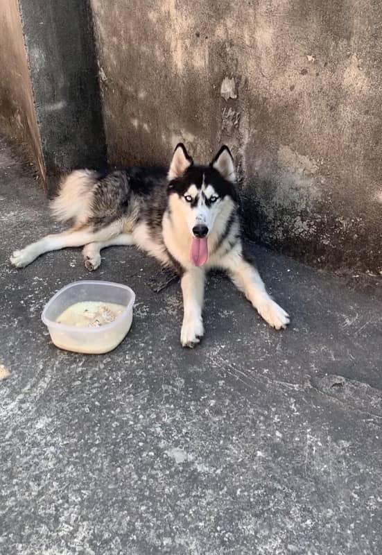 pure siberian husky long hair 2