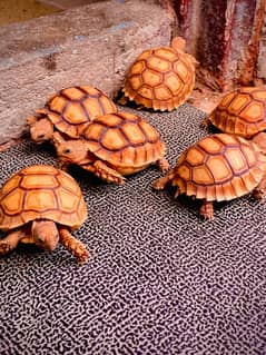 Sulcata Trotoise babies