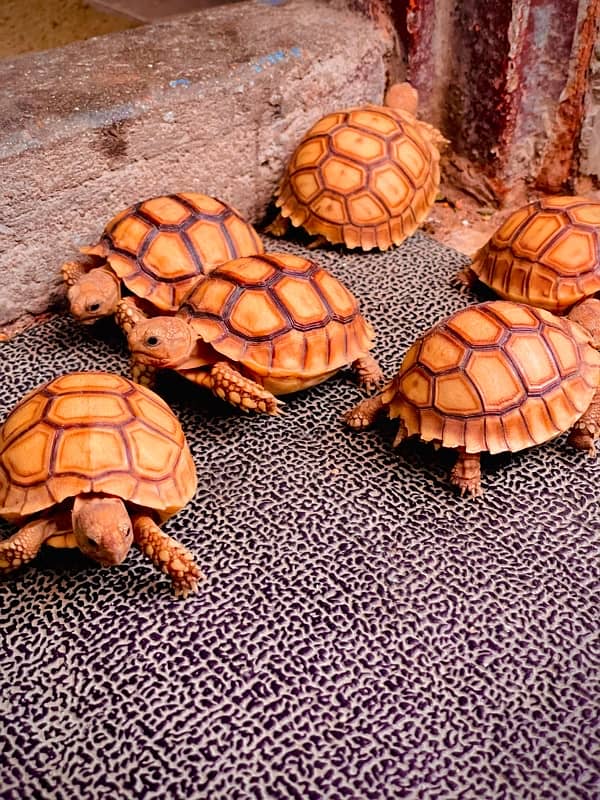 Sulcata Trotoise babies 0