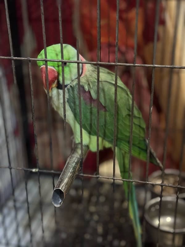 Green parrot ,only 1 year old ! 0