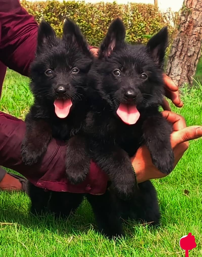 top quality black gsd proper long coat pair puppies available for sale 0