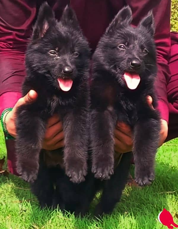 top quality black gsd proper long coat pair puppies available for sale 1