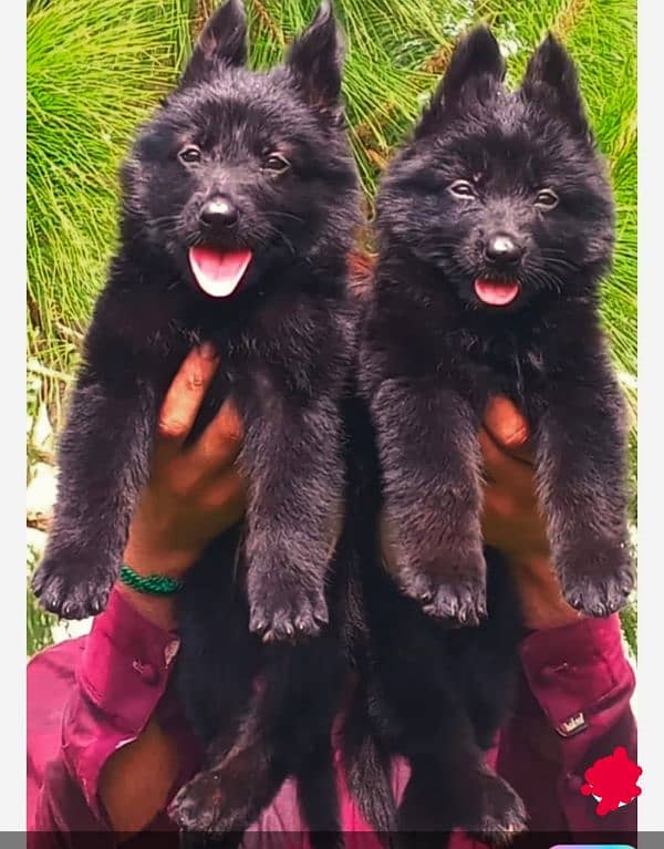 top quality black gsd proper long coat pair puppies available for sale 2