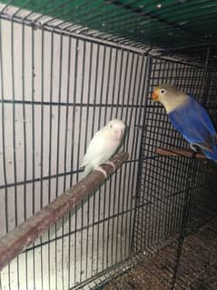 parblue x Albino red eye breeder pair with 4 chicks