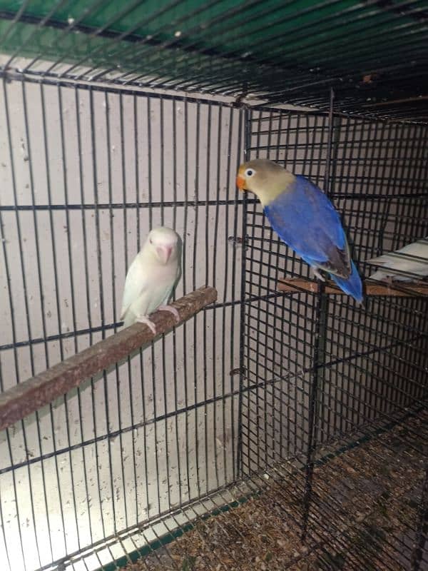 parblue x Albino red eye breeder pair with 4 chicks 1